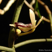 Luisia tenuifolia Blume